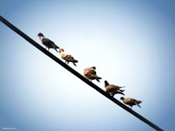 Birds on line
