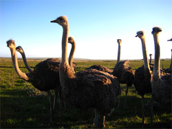 We are business owners, not ostriches